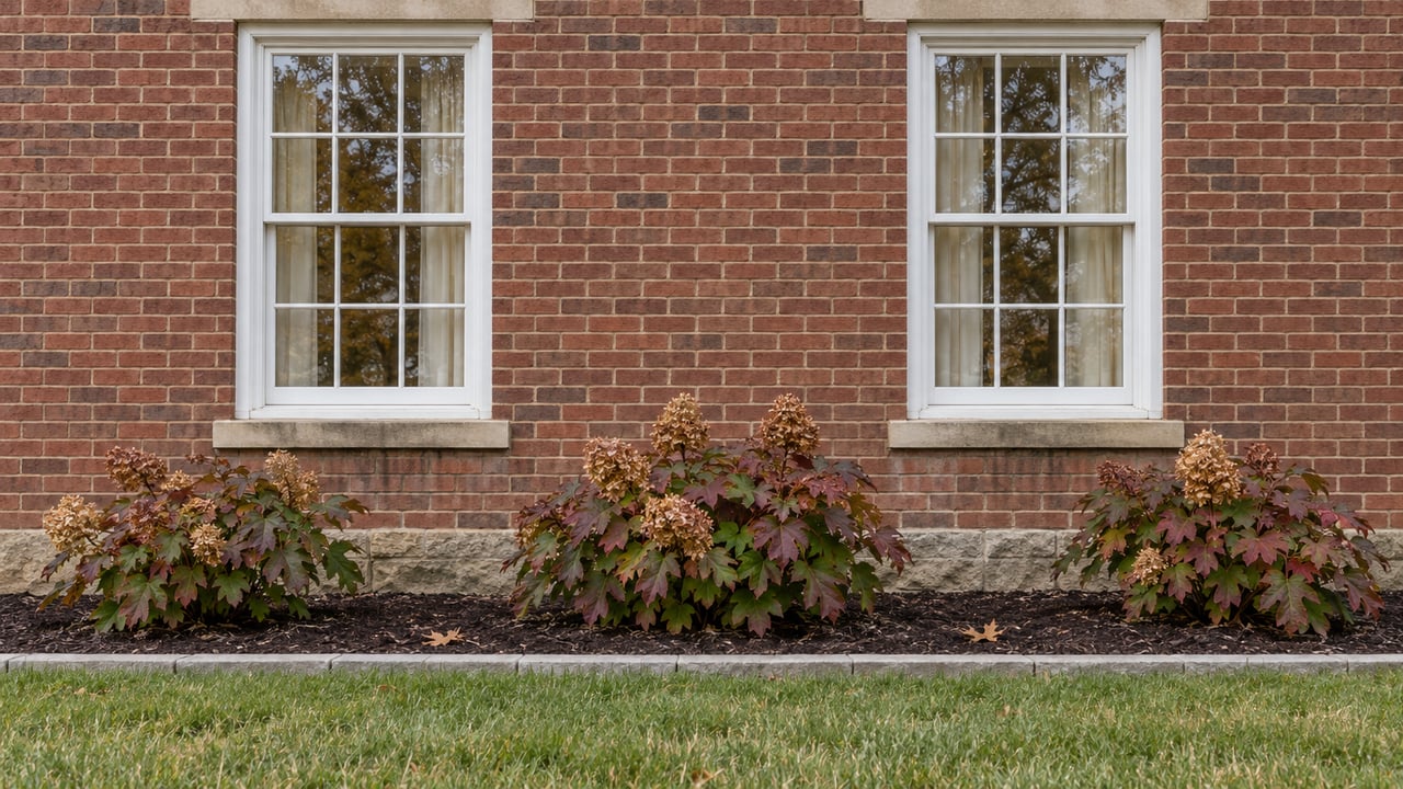 Two white-trimmed sash windows in a red-brown brick facade above autumn oakleaf hydrangeas and a neatly edged lawn.