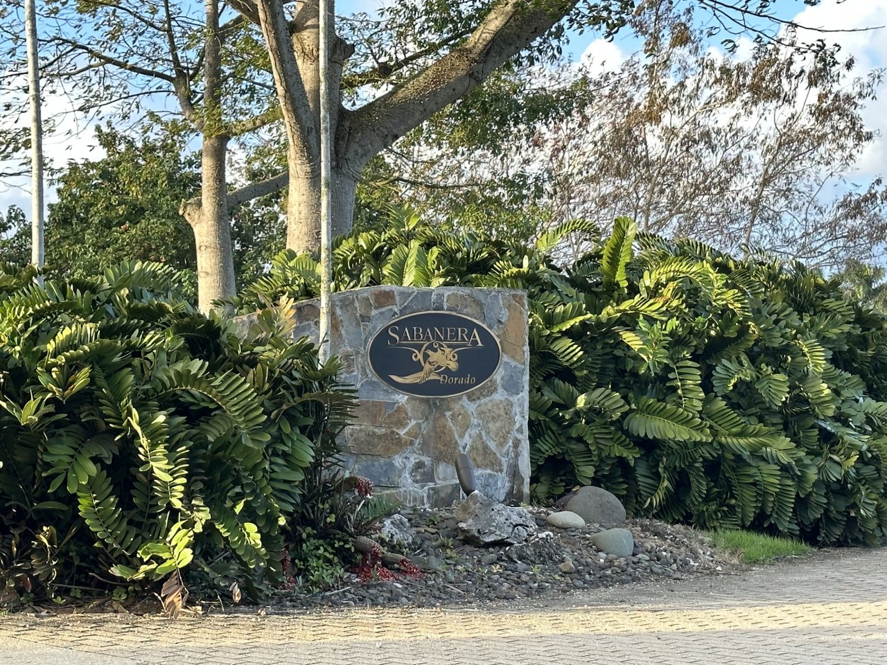 Sabanera Dorado