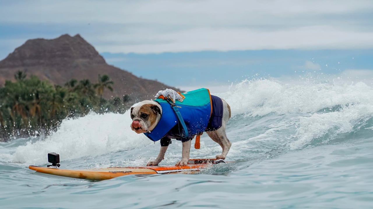 Duke Kahanamoku OceanFest