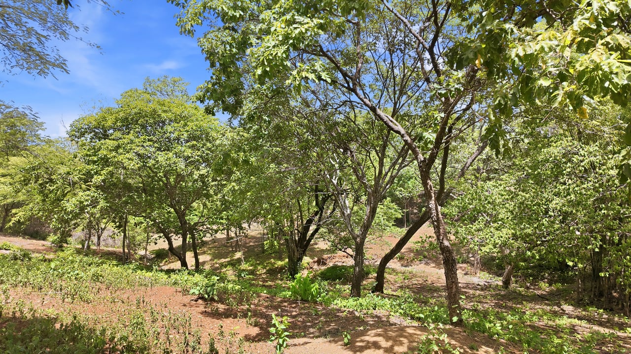3.4 Acres of Quiet Country Living | 12 minutes from the Beach - Tempate 