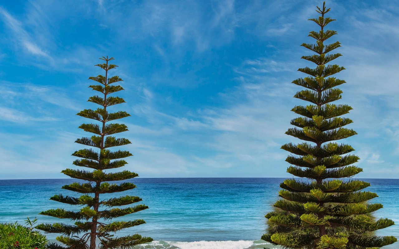 Turquoise ocean and breaking waves framed by two tall Norfolk Island pines.