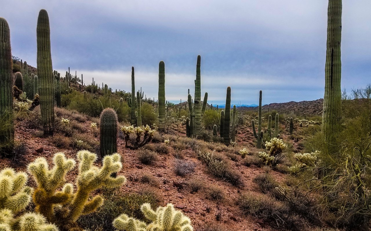 Wickenburg