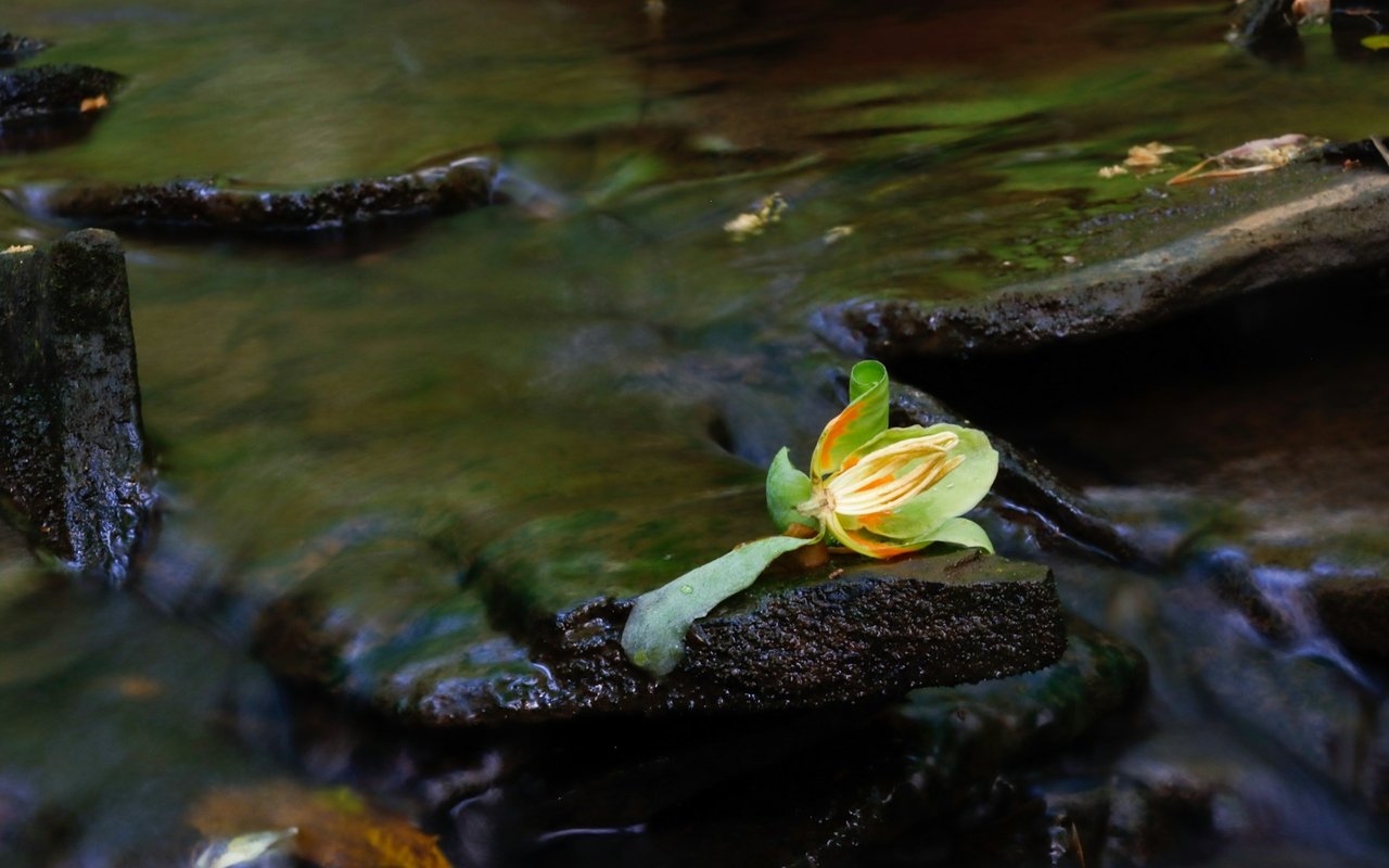A pale green and orange flower rests on a dark rock in a shallow stream.