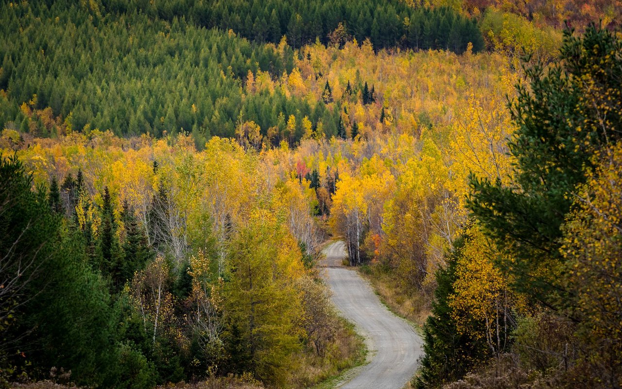 Gravel road winding through a forest of yellow and orange autumn foliage