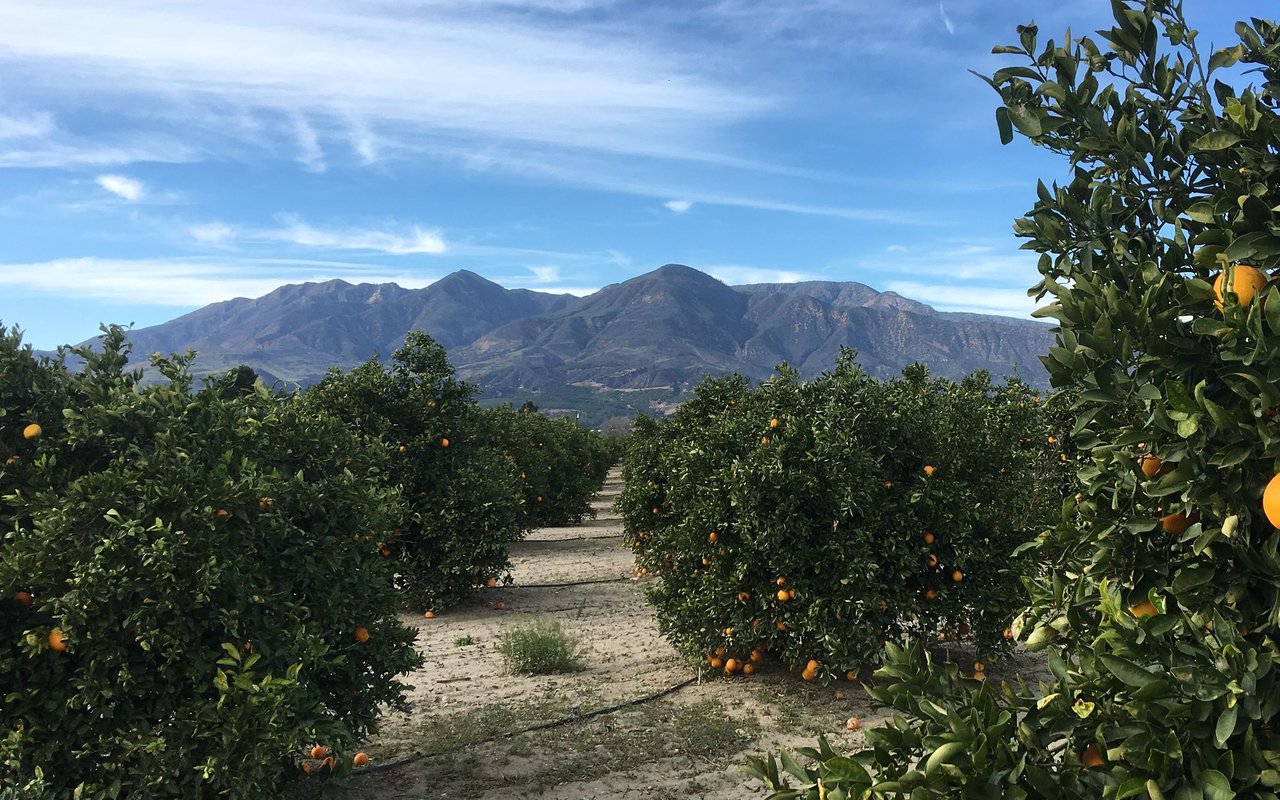 Fillmore