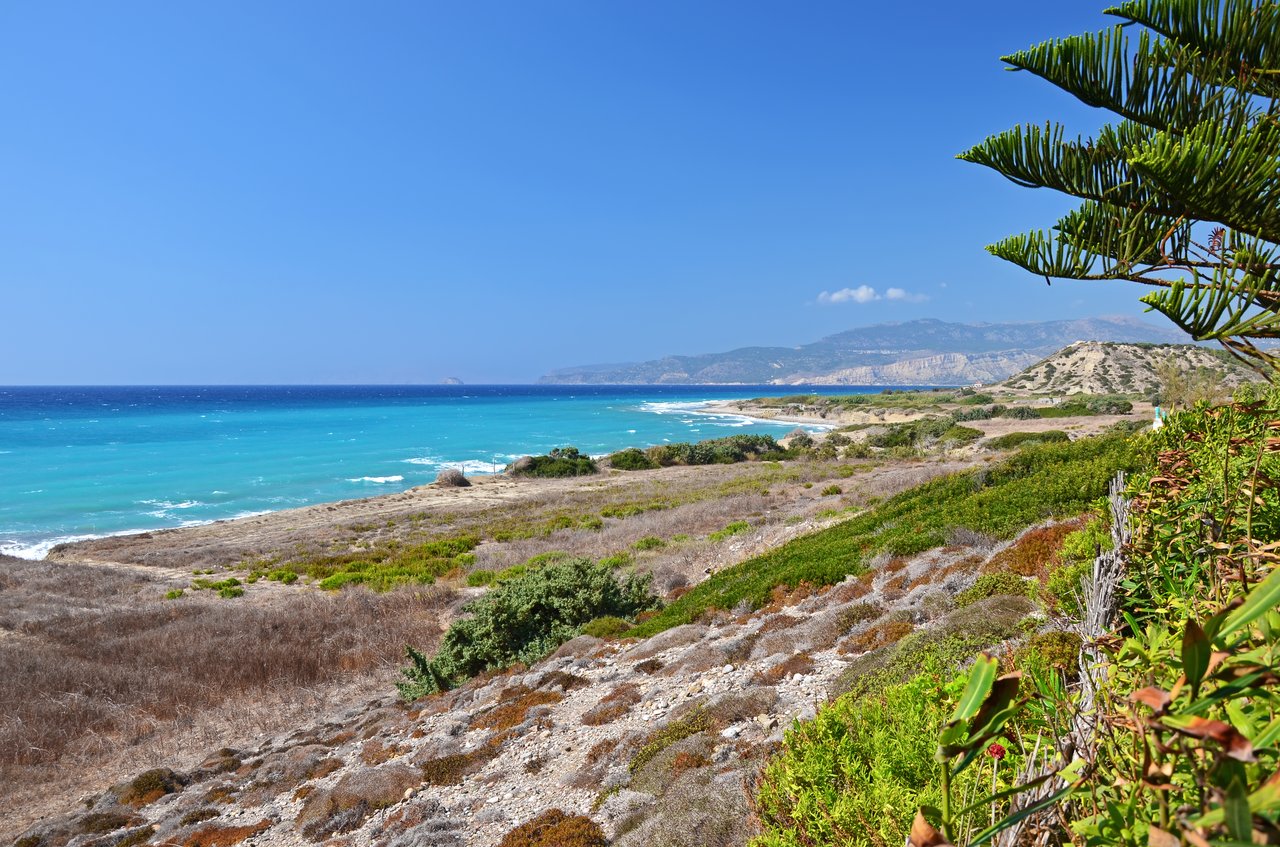 Ocean Road Market Report