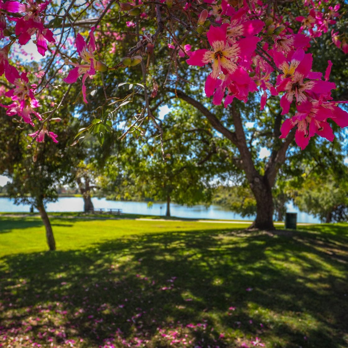 Flowering tree beside a lawn and lake at nearby Whittier Narrows Recreation Area