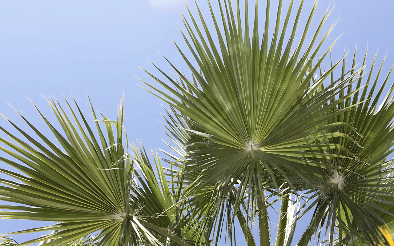 Explore Scottsdale’s Most Stunning Parks for Elevated Outdoor Living