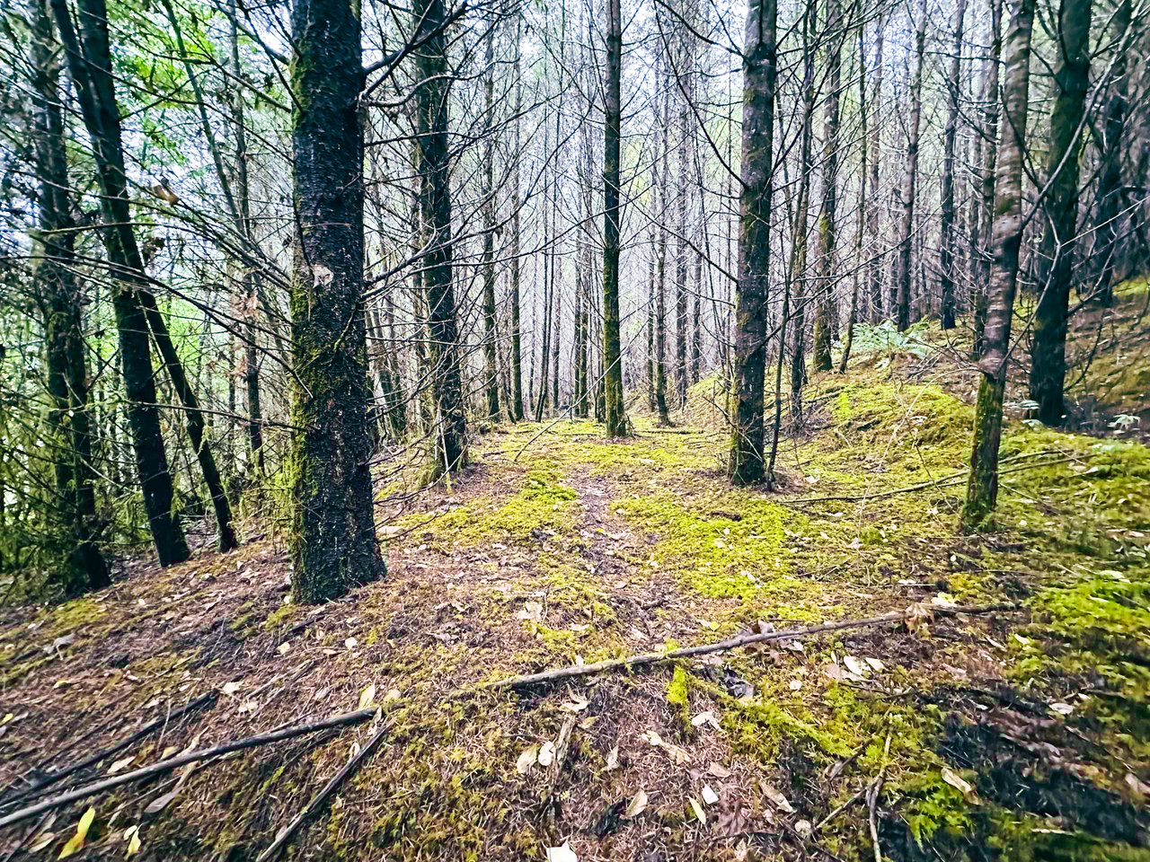 Little Forest