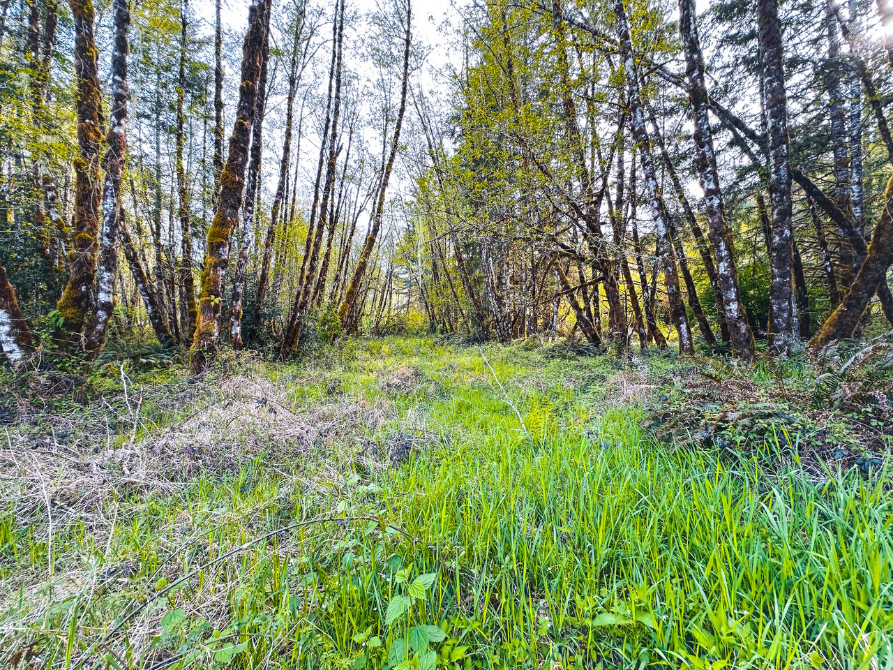 Nelson Mountain Meadows
