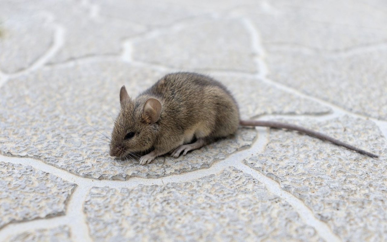 3 Critters That Invade Homes in Fall and Winter