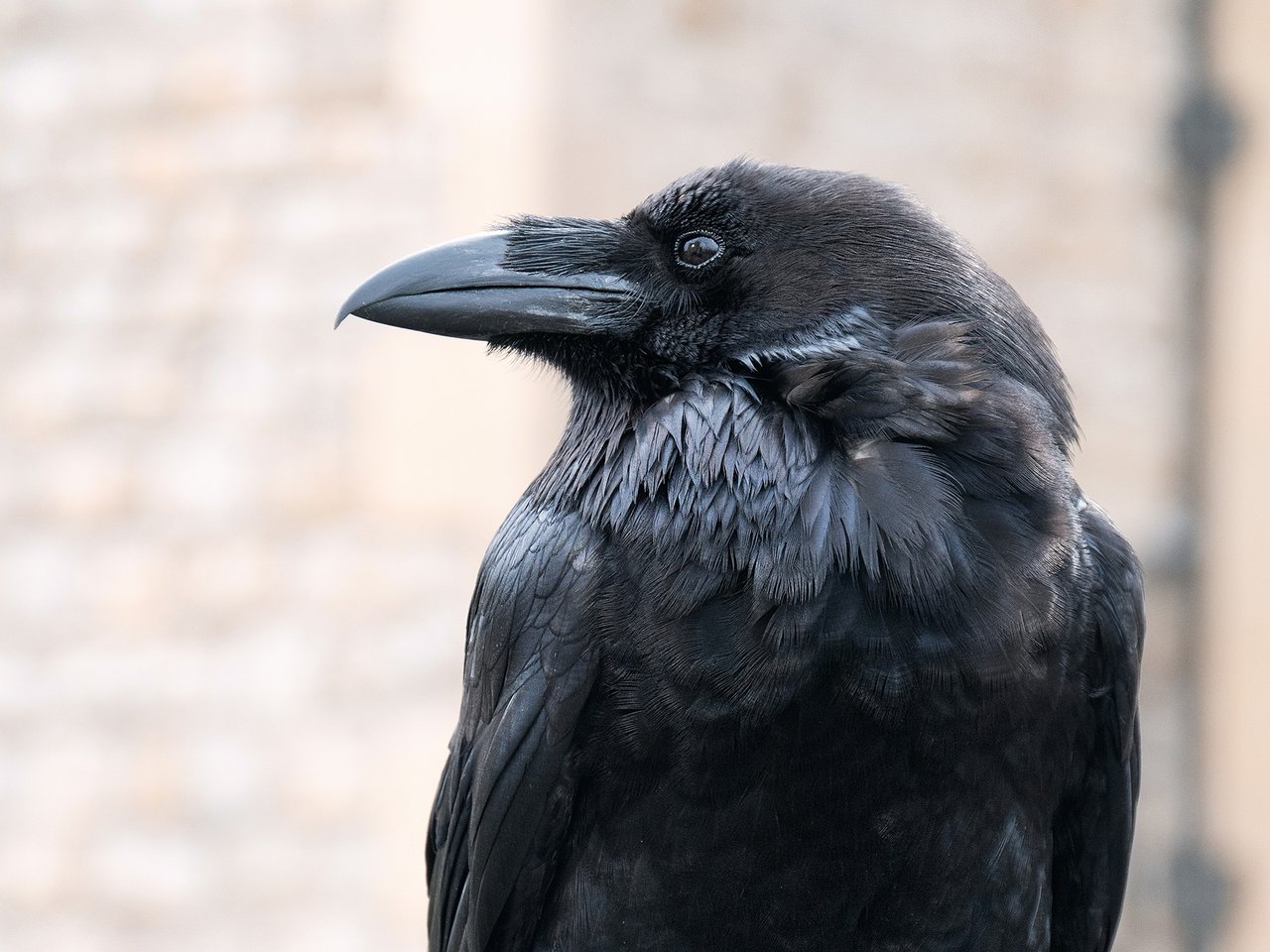Corvus Callosum: Portland’s Urban Crows Are an Emblem of Our City’s Past