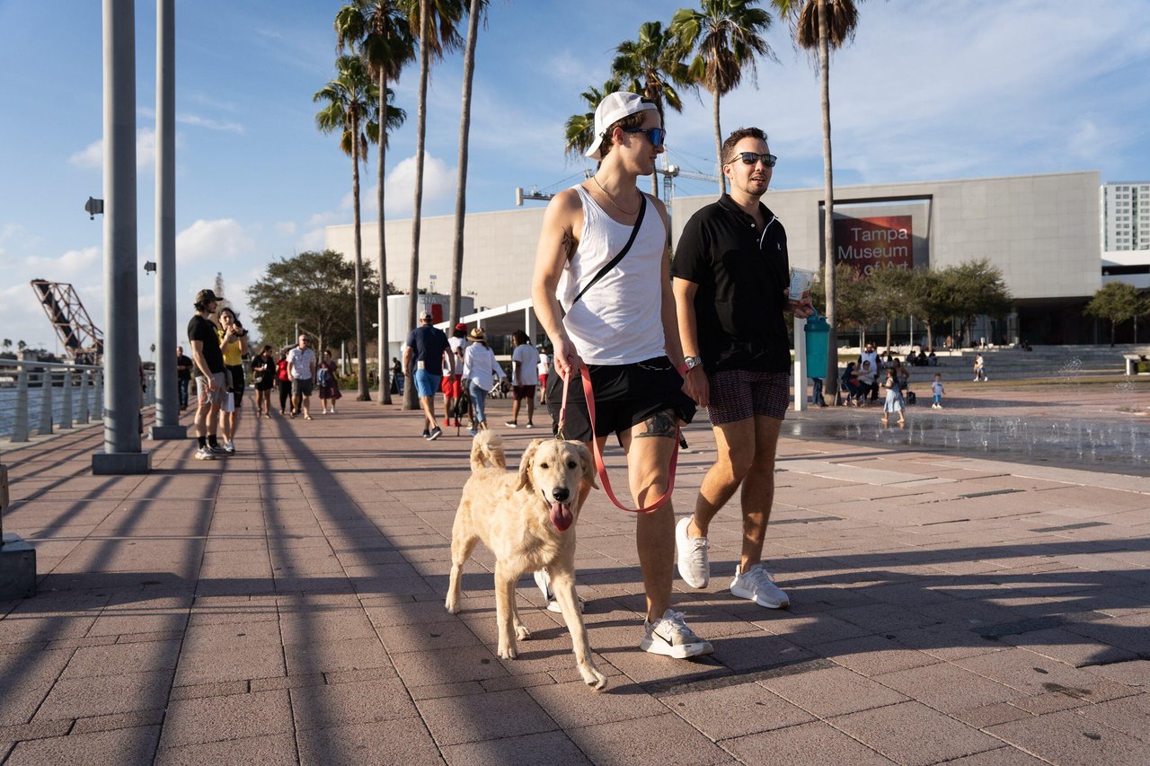 Dog walking along the Tampa Riverwalk near the Tampa Museum of Art in Downtown Tampa