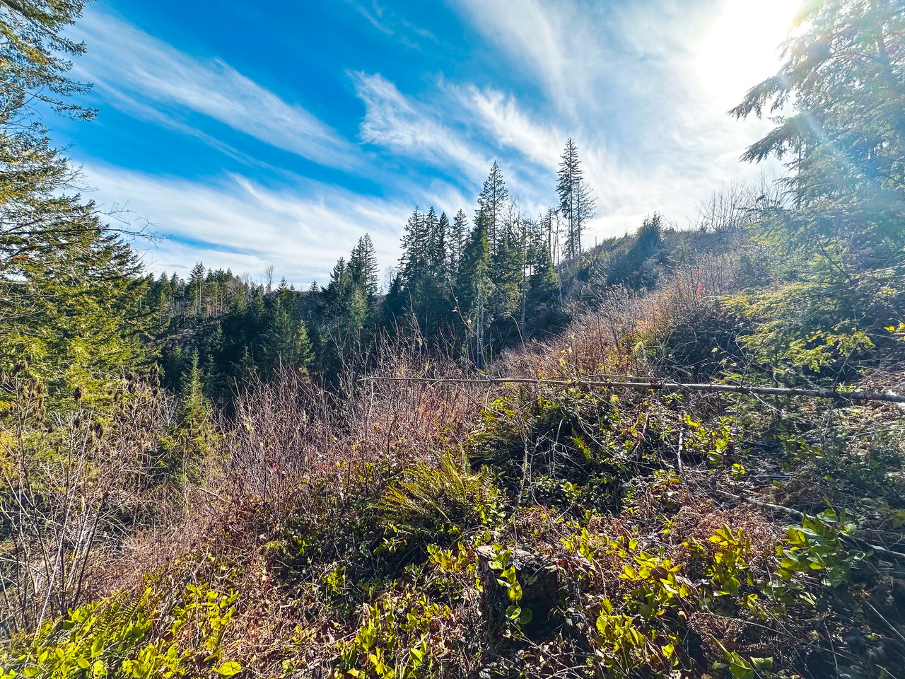 Smith River Back Woods