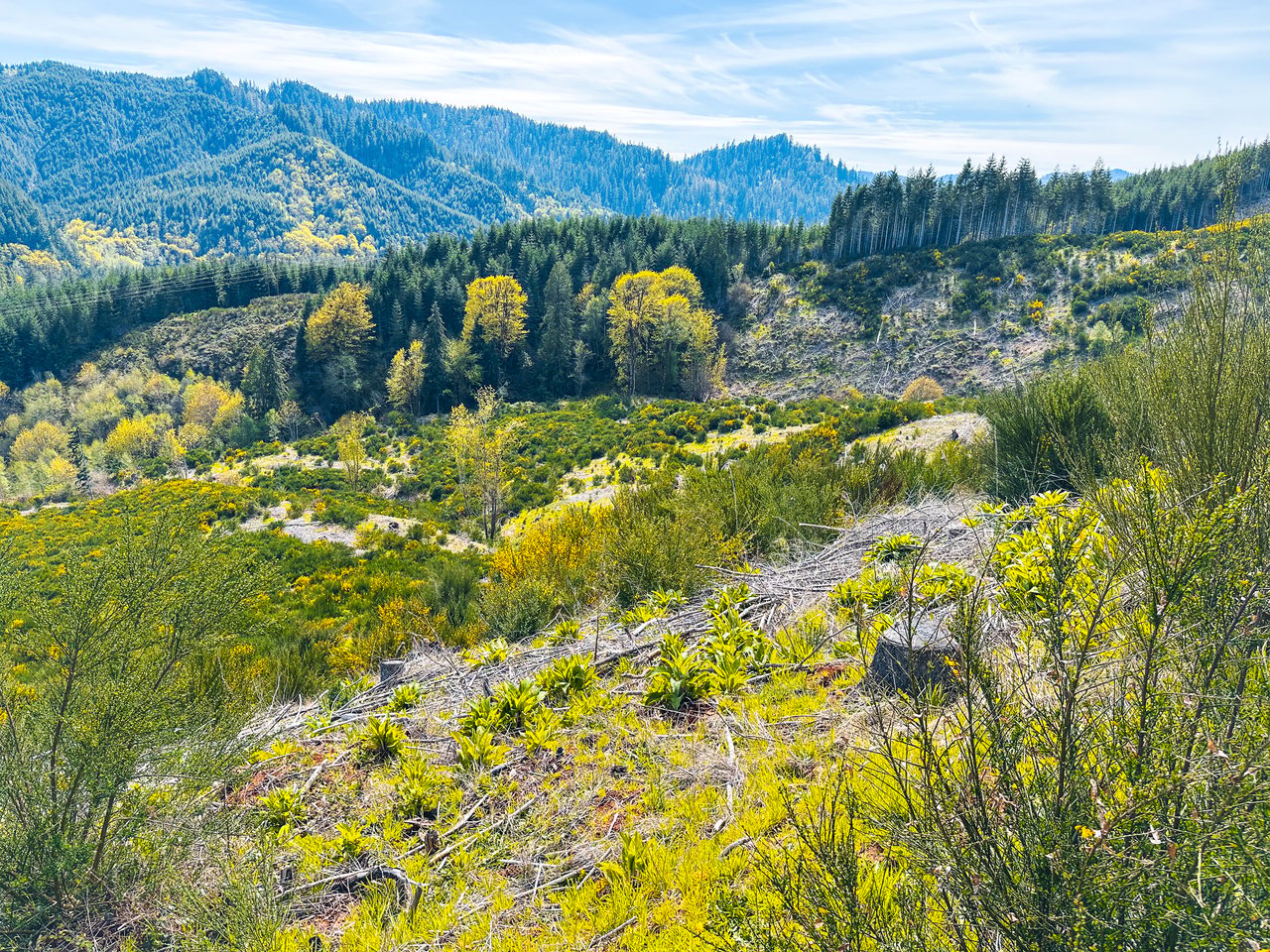 Walton Wild Woods