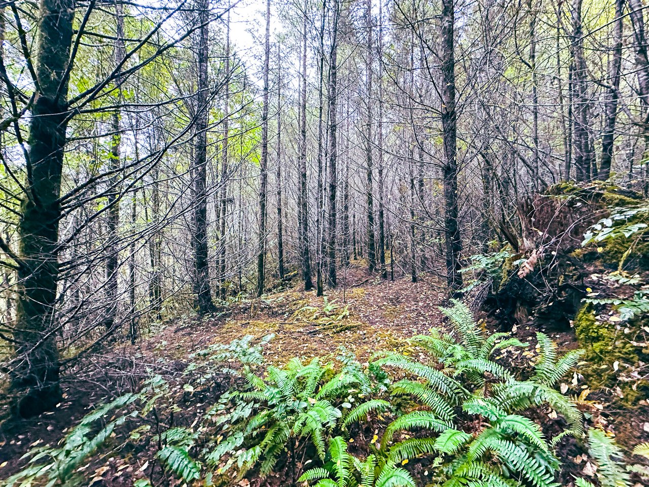 Little Forest
