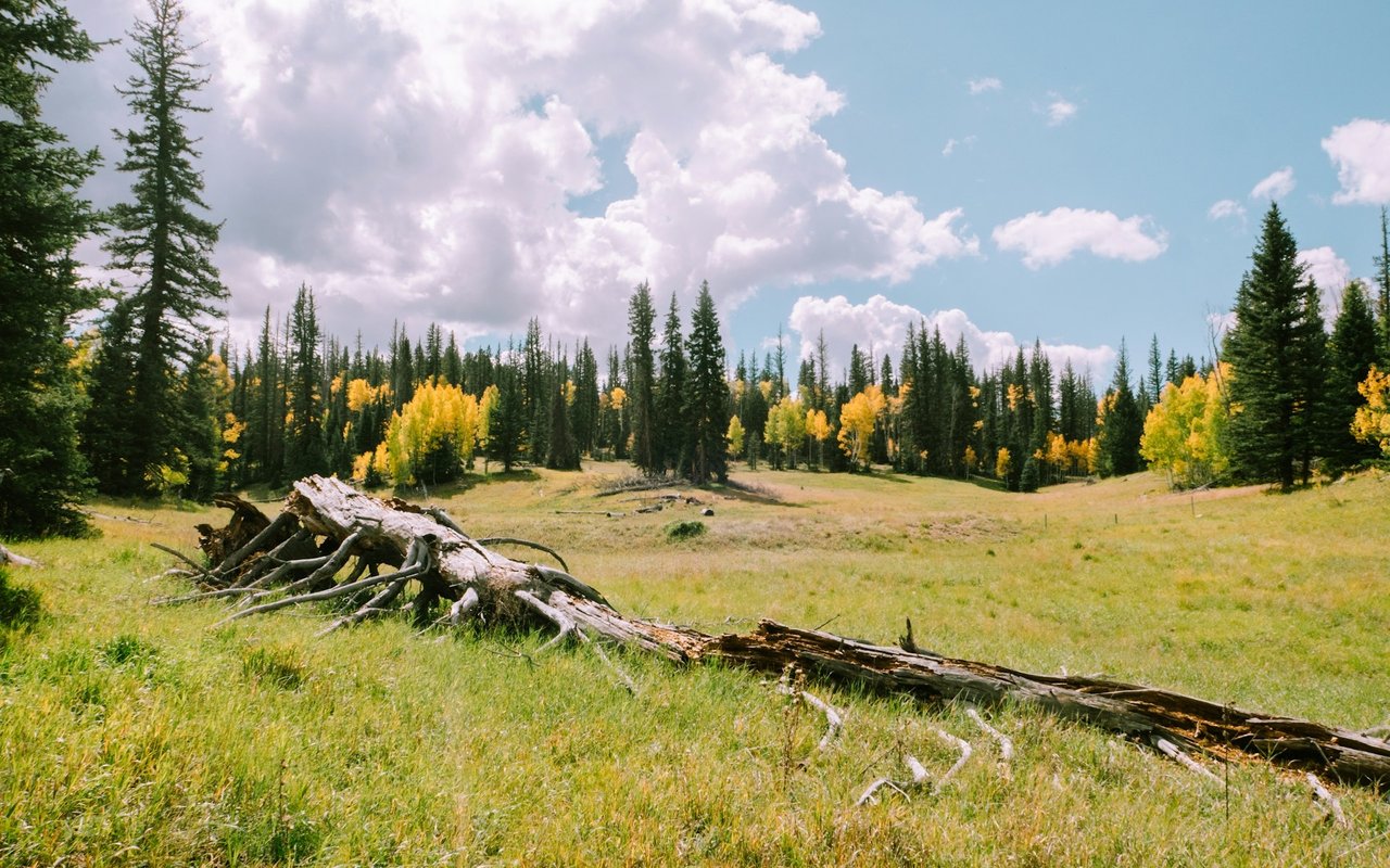 Faraway Ranch