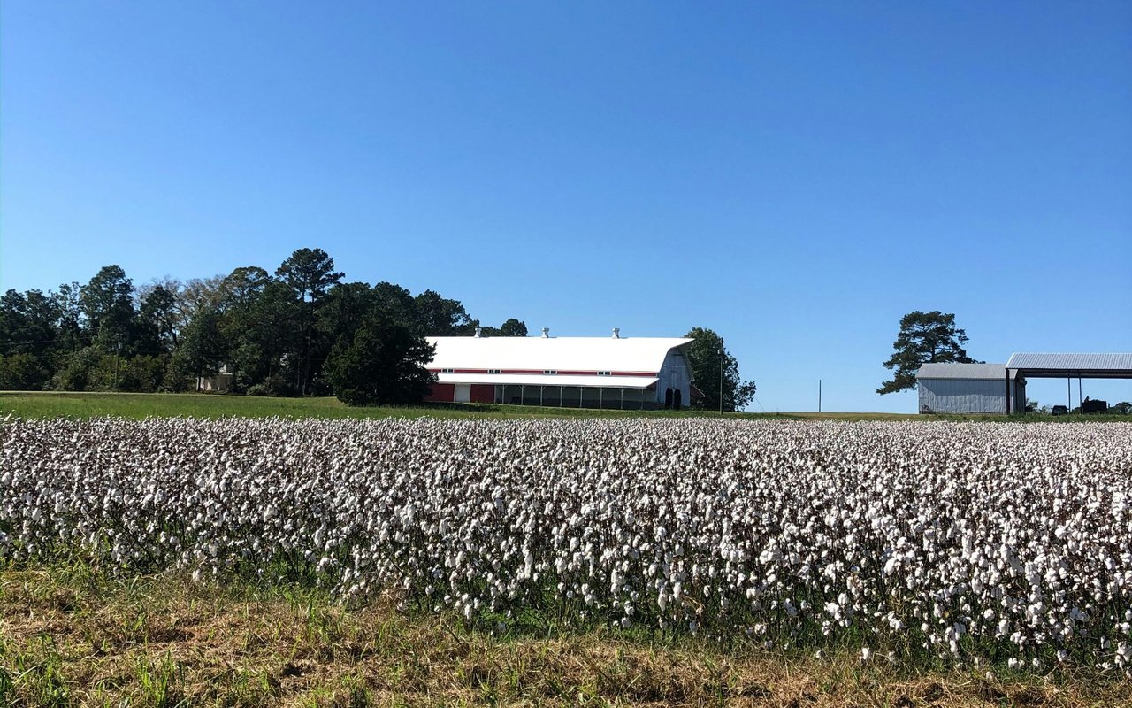 Diamond Fields