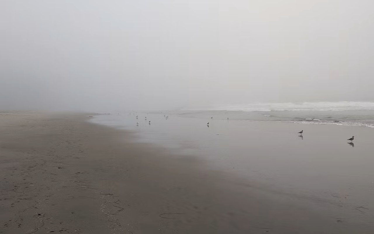 Foggy beach shoreline with seabirds scattered across the wet sand.