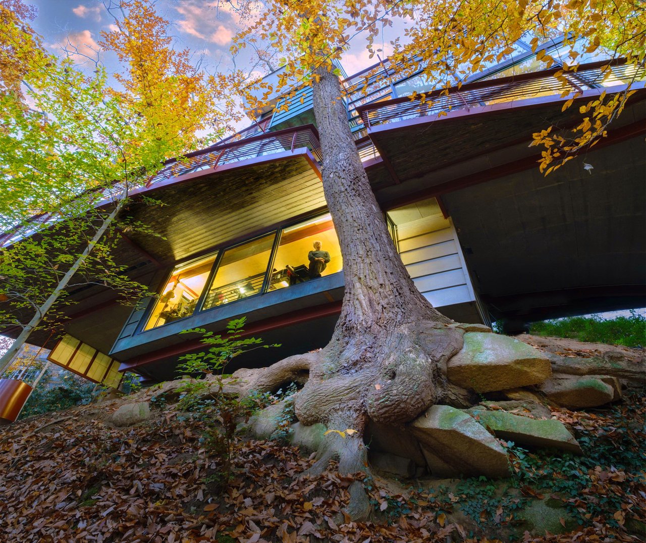Modern cantilevered home wrapped around a large tree, with broad windows and autumn foliage.