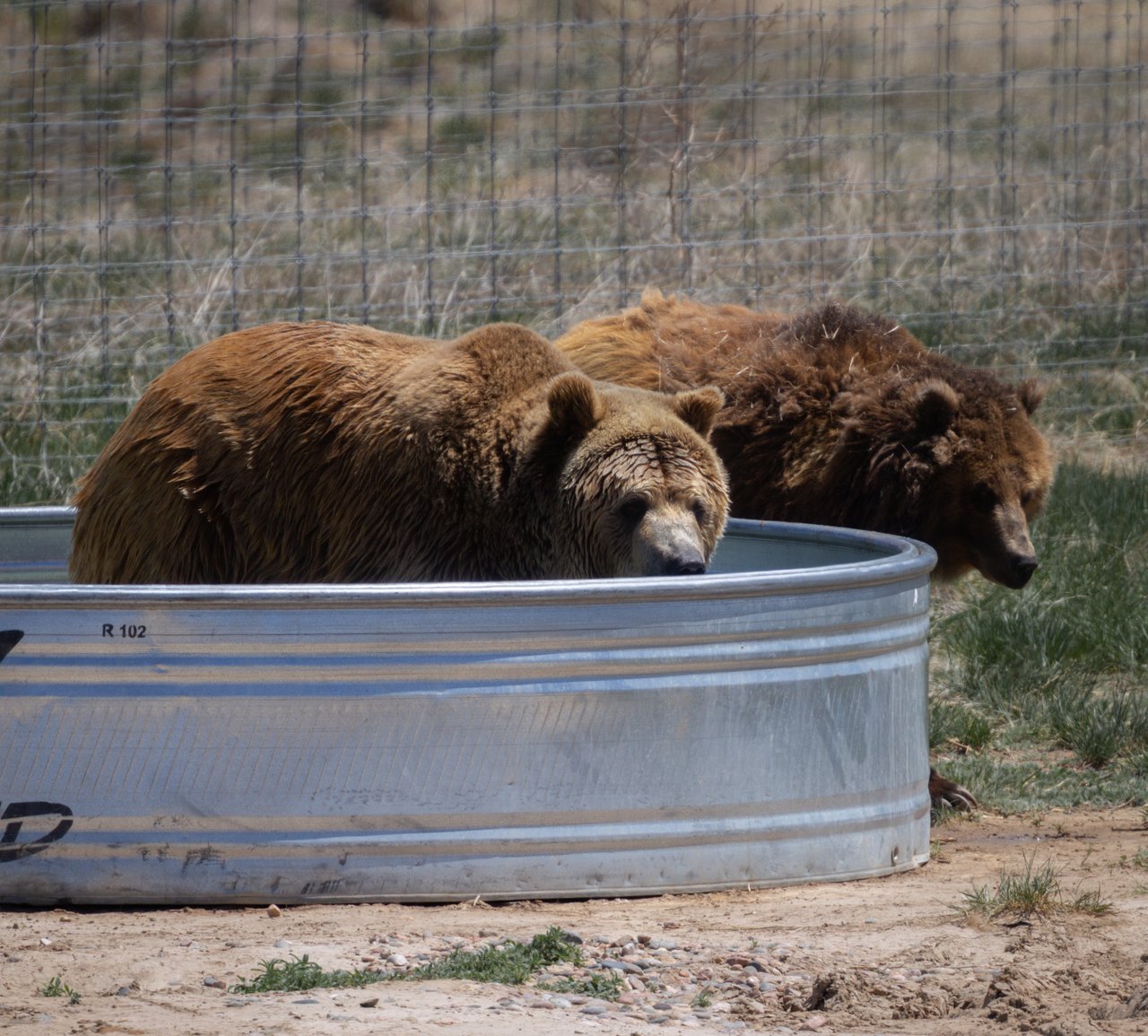 Into the Wild: Monica Breckenridge’s Unforgettable Journey at The Wild Animal Sanctuary Subtitle