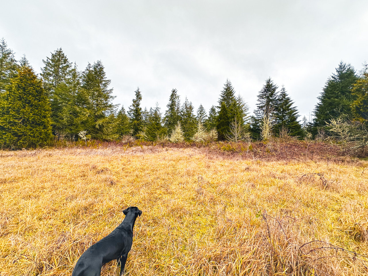 Coast Fork Woodland Meadows