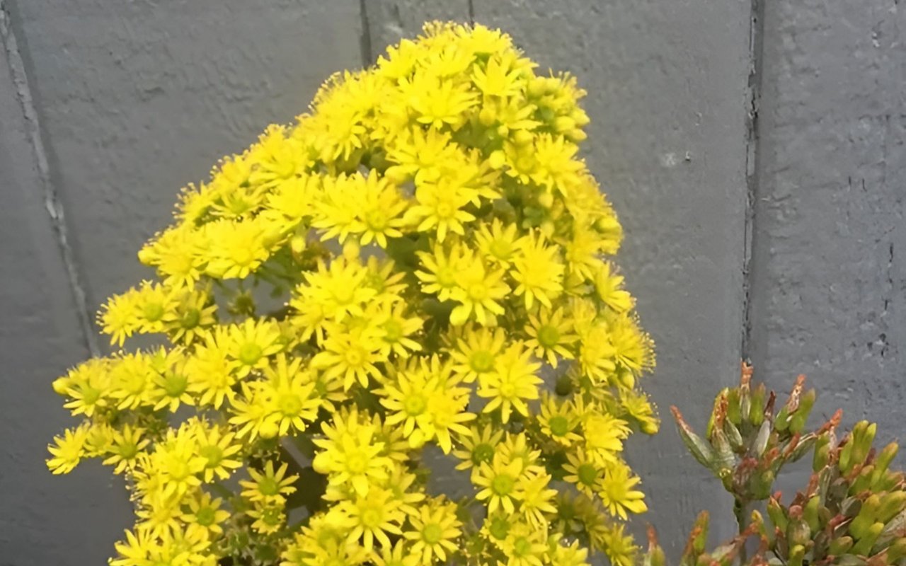 Bright yellow succulent blooms cluster against a gray wall beside reddish-green buds.