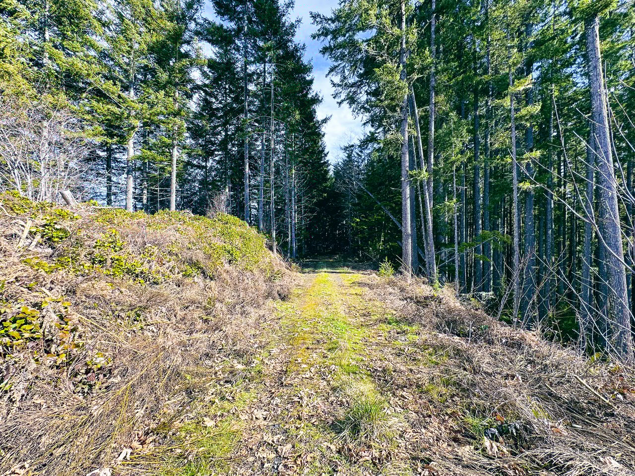 Smith River Back Woods