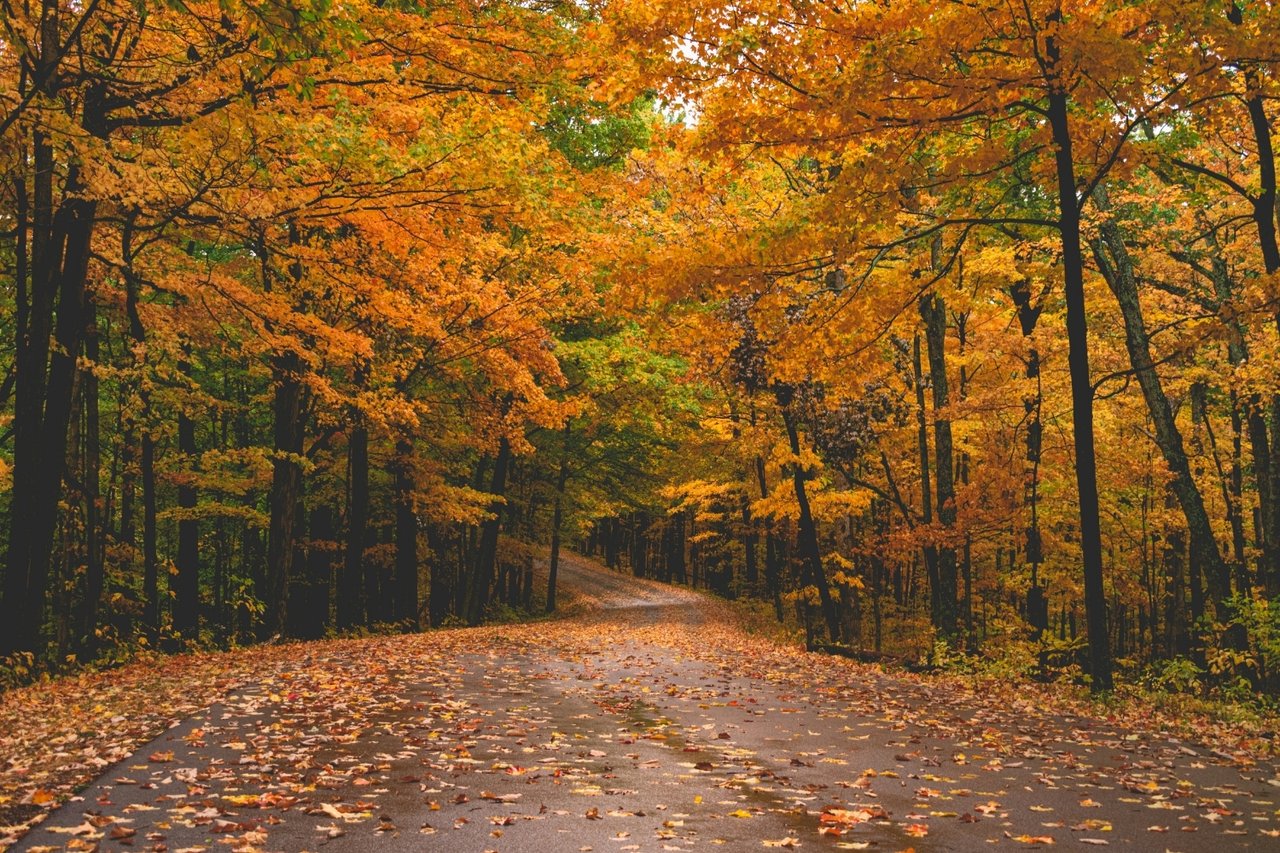 Leaf Peeping Road Trips