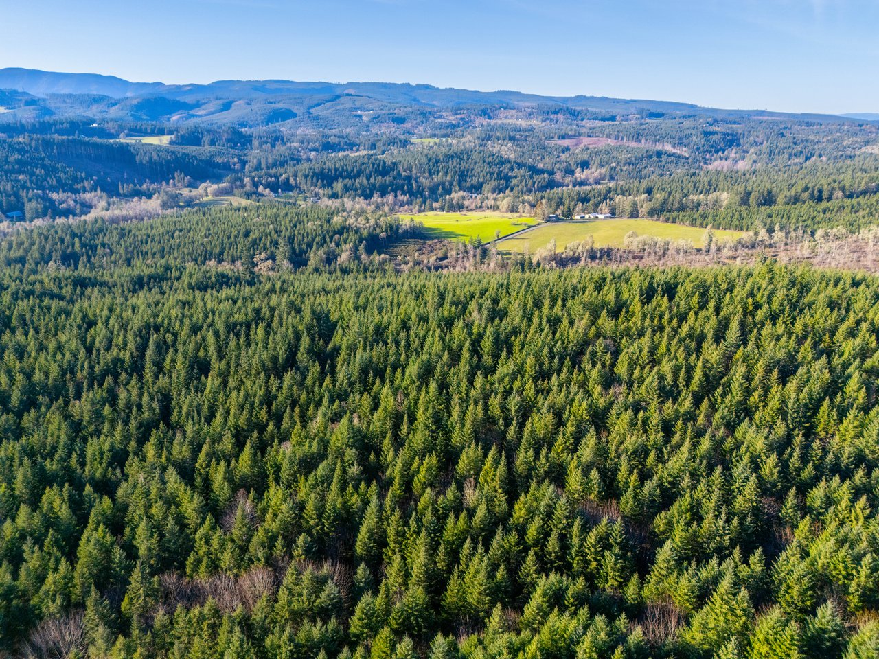 Liberty Forest Auction