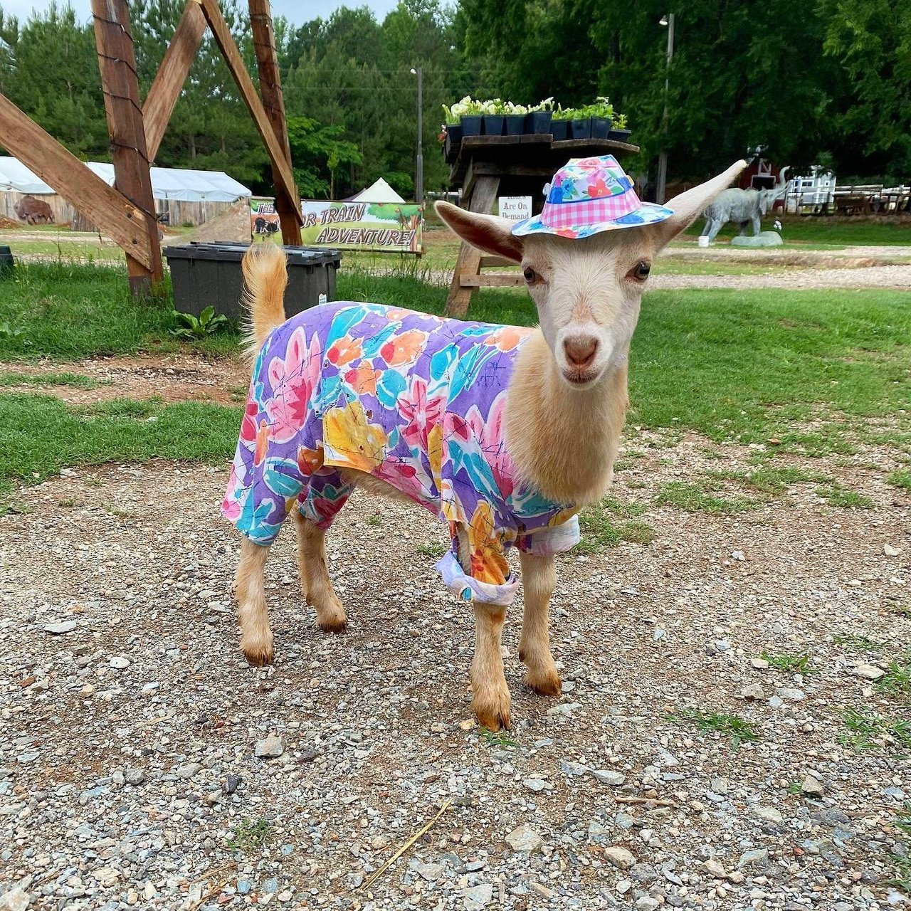 Spring Haven Farm in Chapel Hill