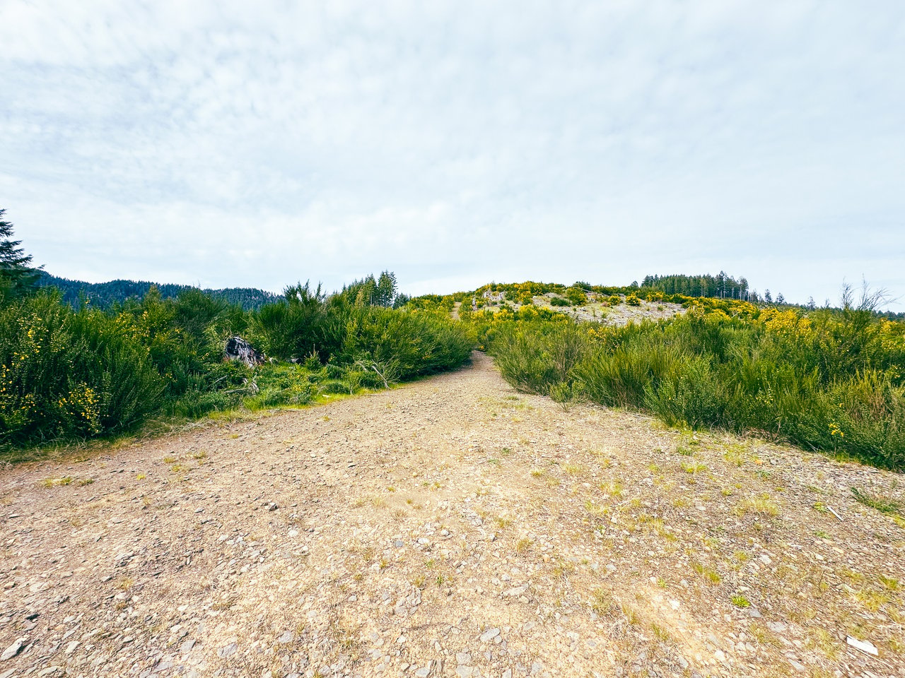 Walton Wild Woods