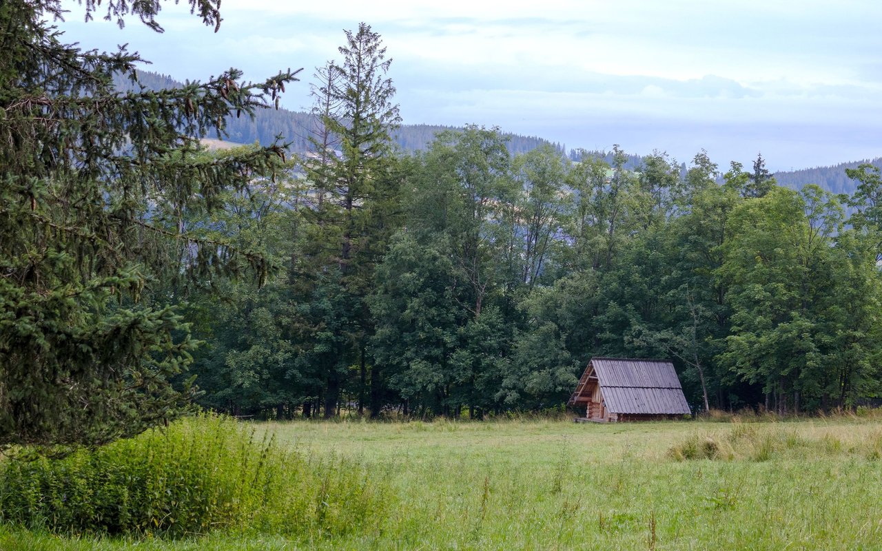 Small wooden cabin in a meadow beside dense forest and distant wooded hills.