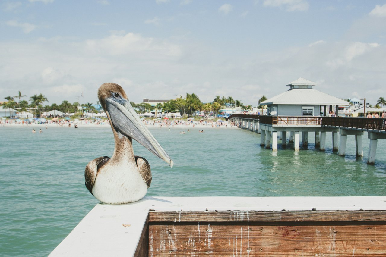 Pelican Sitting on Fishing Pier