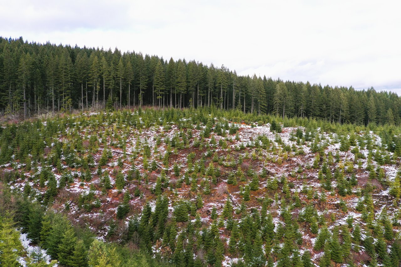 ARC Woods