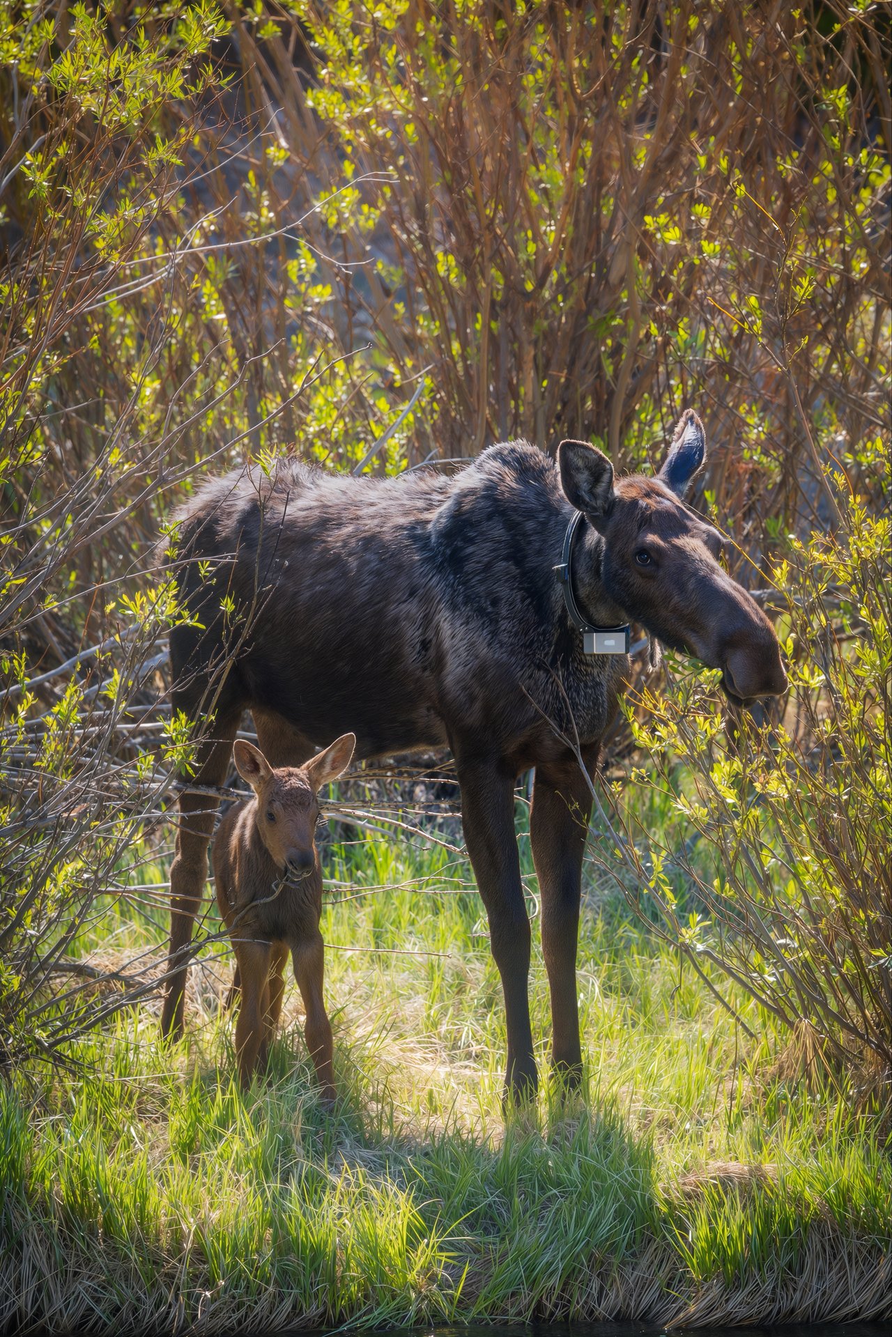 Into the Wild: Discovering Rocky Mountain National Park with Monica