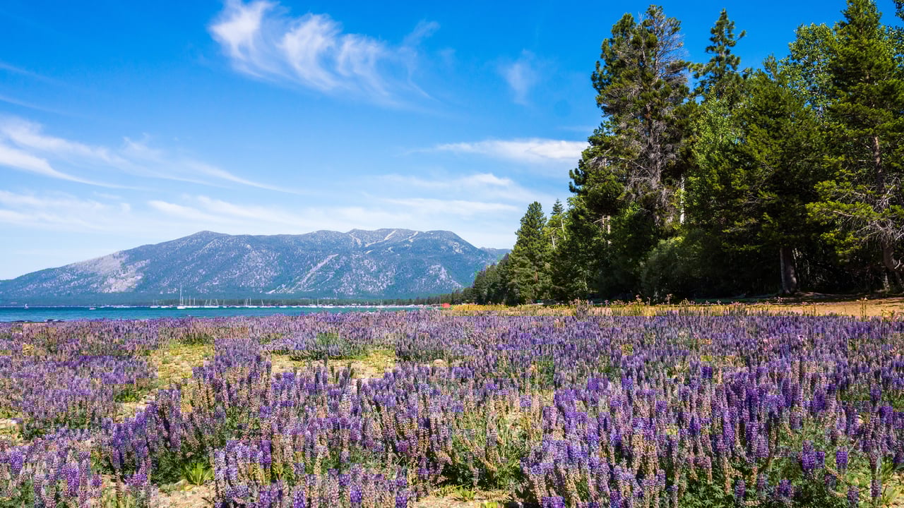 Tahoe Connect | Spring 2025 Market News & Lifestyle Update