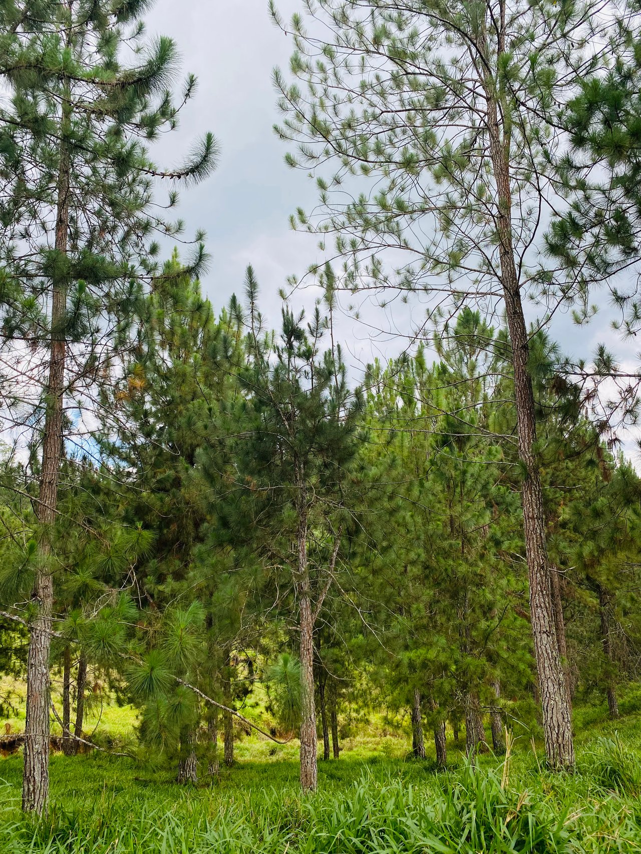 54 Acre Ranch in San Vito, Coto Brus