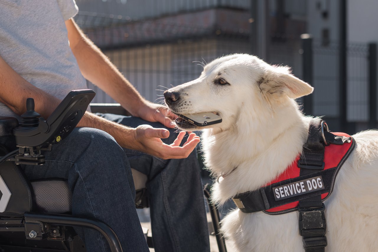 service-dog-wearing-a-red-vest-holds-a-phone-in-its-mouth-assisting-a-person-in-a-wheelchair