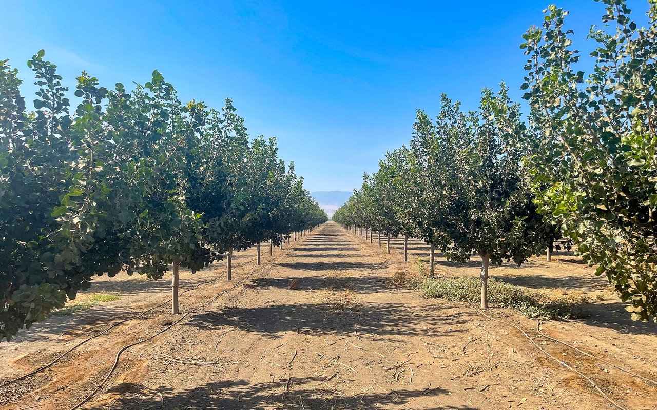 Pistachios