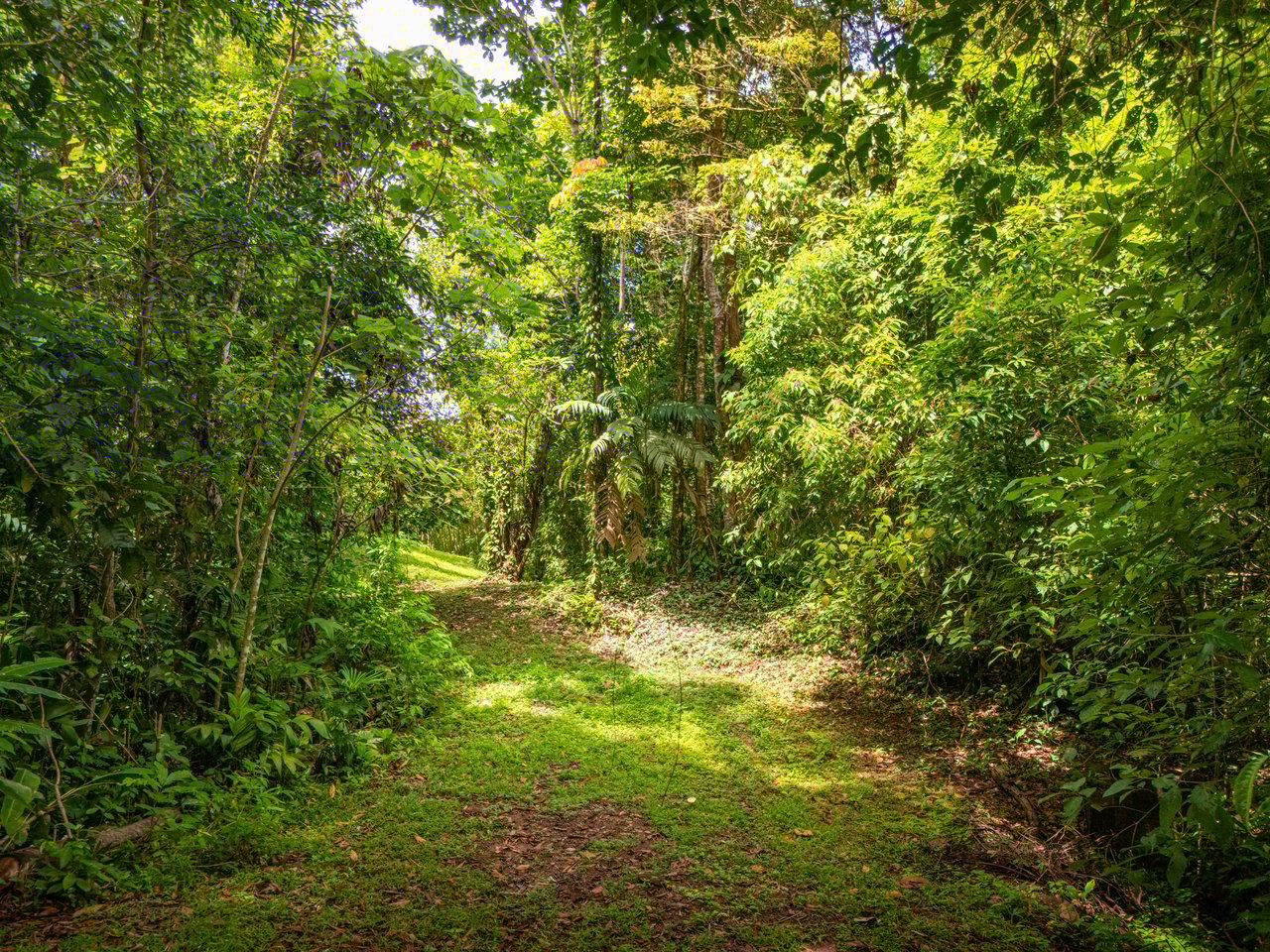 Tropical Paradise in Cascada Sándalo, Tres Ríos Ocean & Mountain Views | Gated Community | Abundant Nature