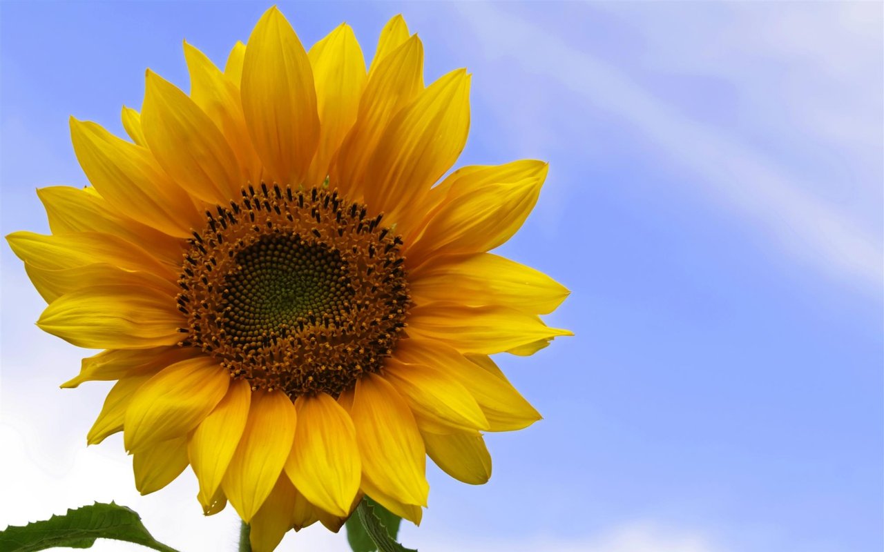 The Sun is Shining on Sellers This Summer