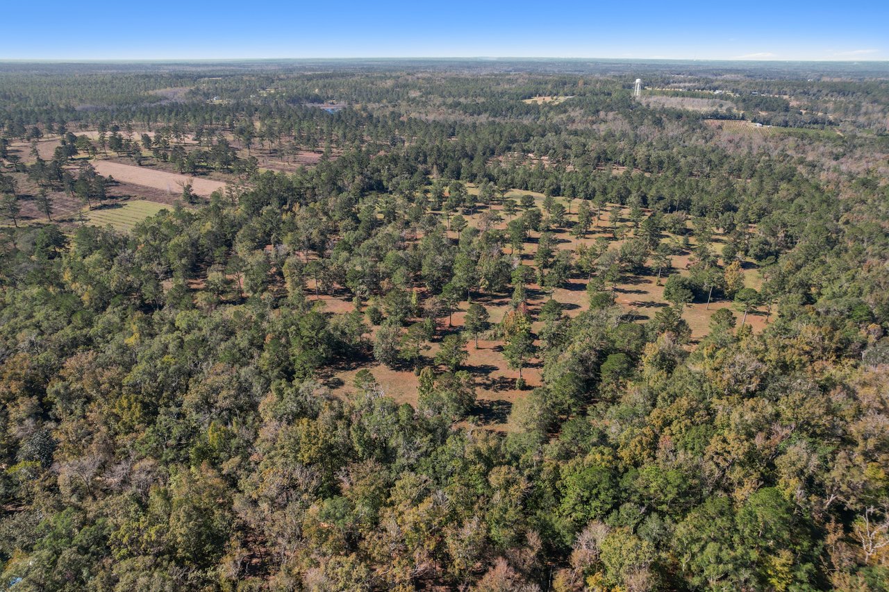 Aerial view of a sprawling forest landscape with dense clusters of green trees. Pockets of clearings create a patchwork effect under a clear blue sky.Aerial view of a sprawling forest landscape with dense clusters of green trees. Pockets of clearings create a patchwork effect under a clear blue sky.