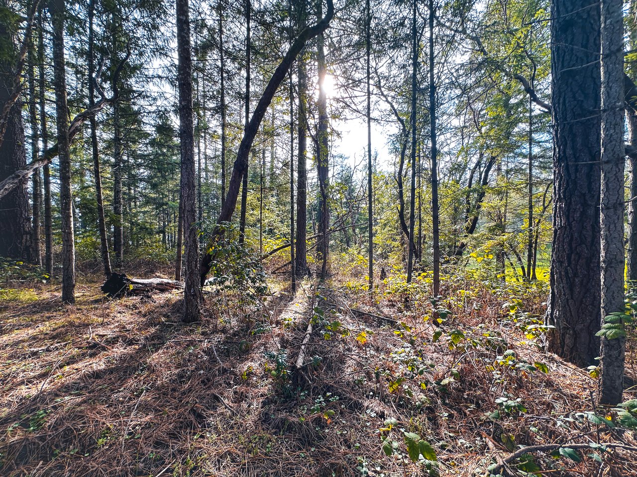 SUTHERLIN WOODLOTS