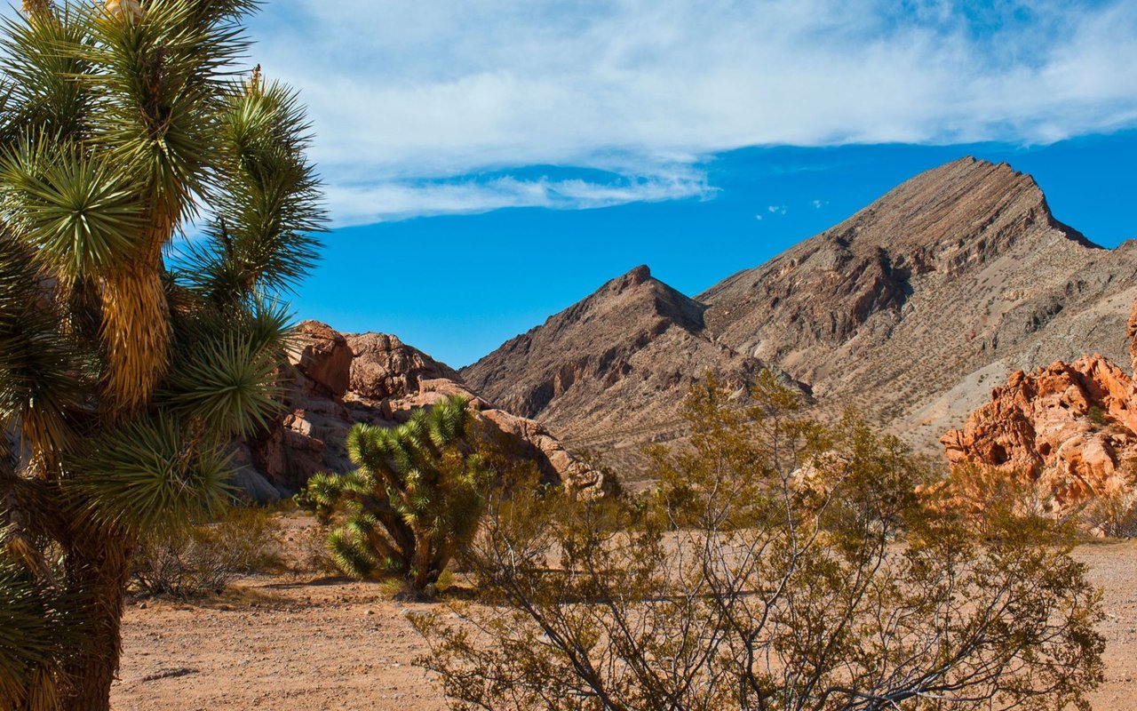 Mesquite