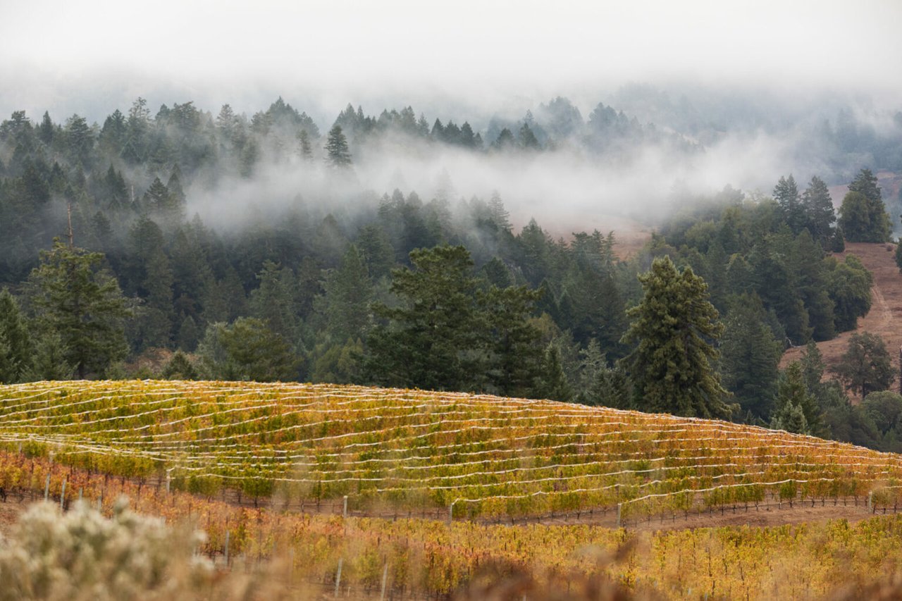 These Are the Most Iconic Vineyards in Sonoma County