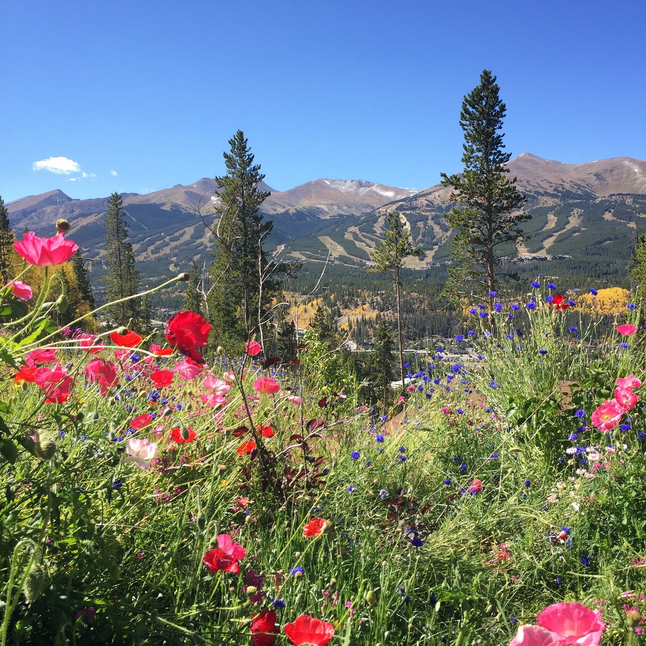 Gorgeous view of Breckenridge in the summer.