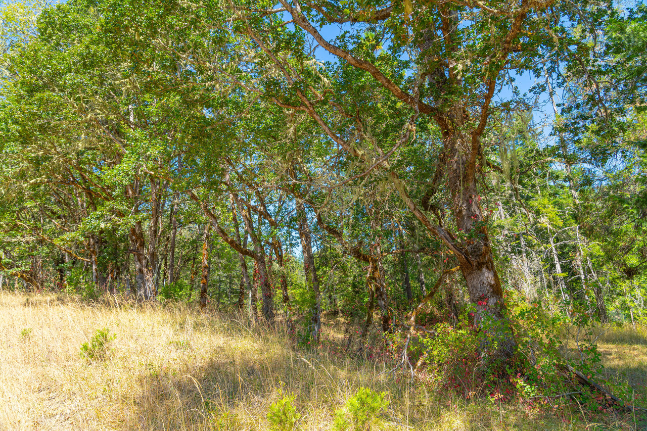 WAGON ROAD HOMESTEAD