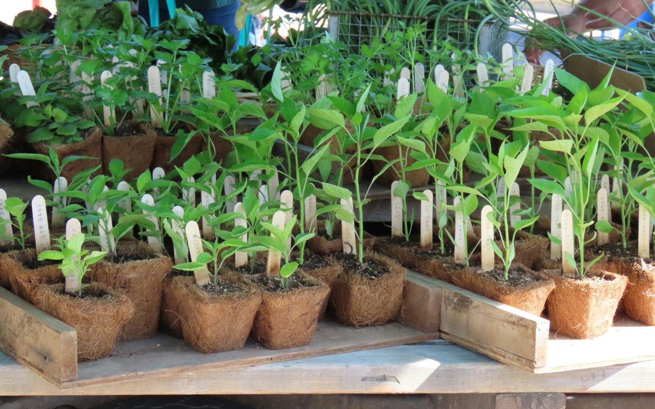 Annual Plant Sale at Lavender Hill Farm