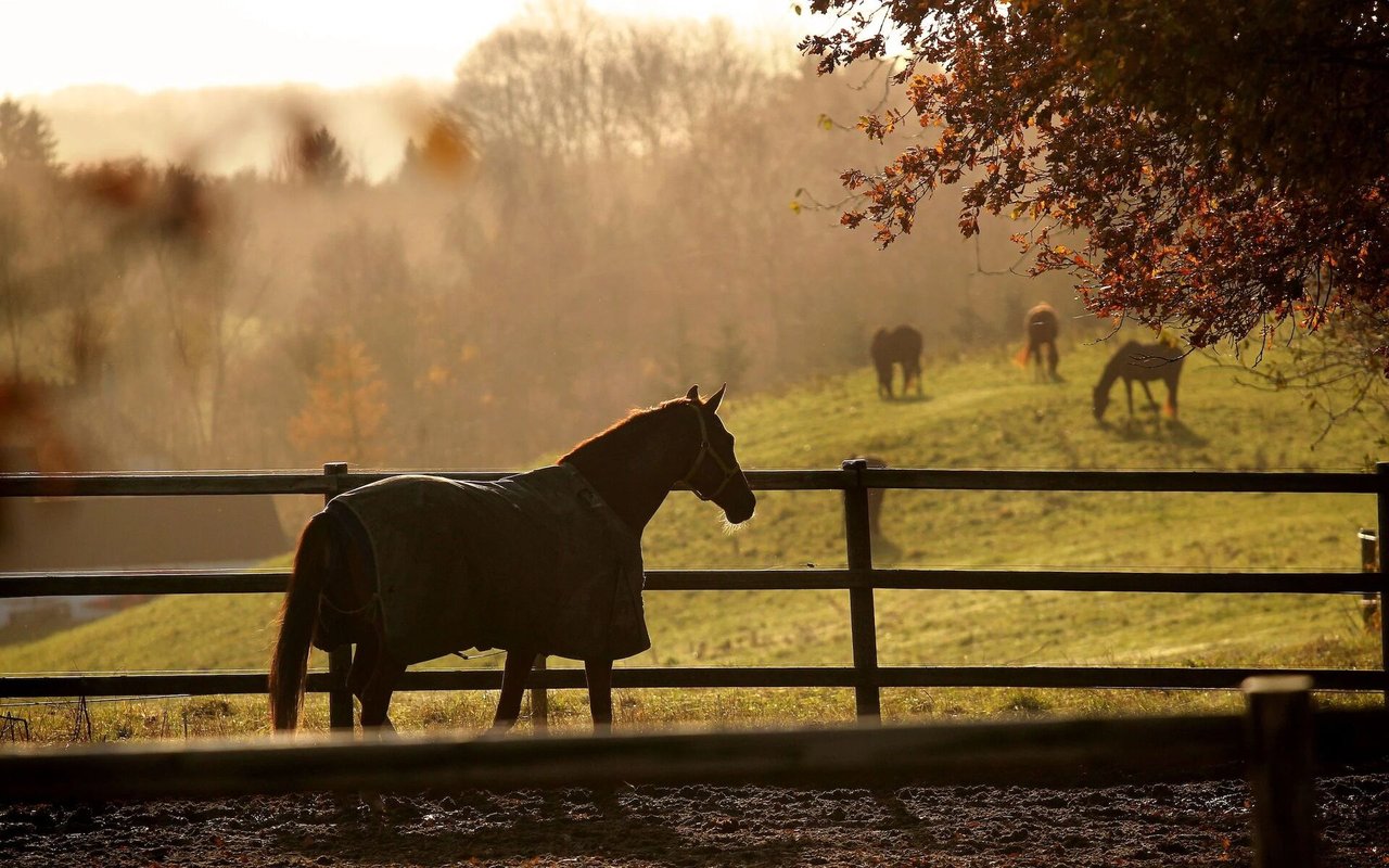 Your Ultimate Guide to Buying or Selling a Working Cattle Ranch in Colorado